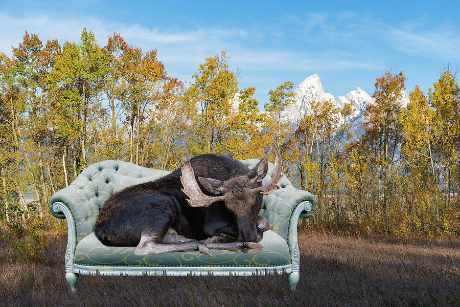 Nap Time in the Tetons 2 Photograph by Mary Hone