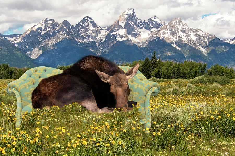 Nap Time in the Tetons Photograph by Mary Hone