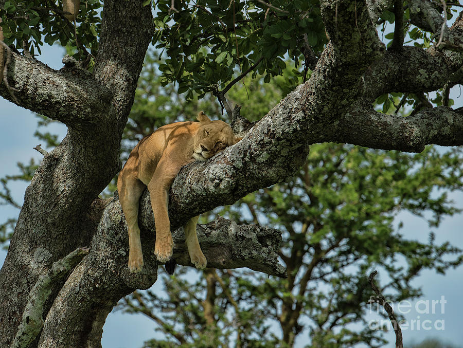 Nap Time On The Serengeti Photograph by Sandra Bronstein