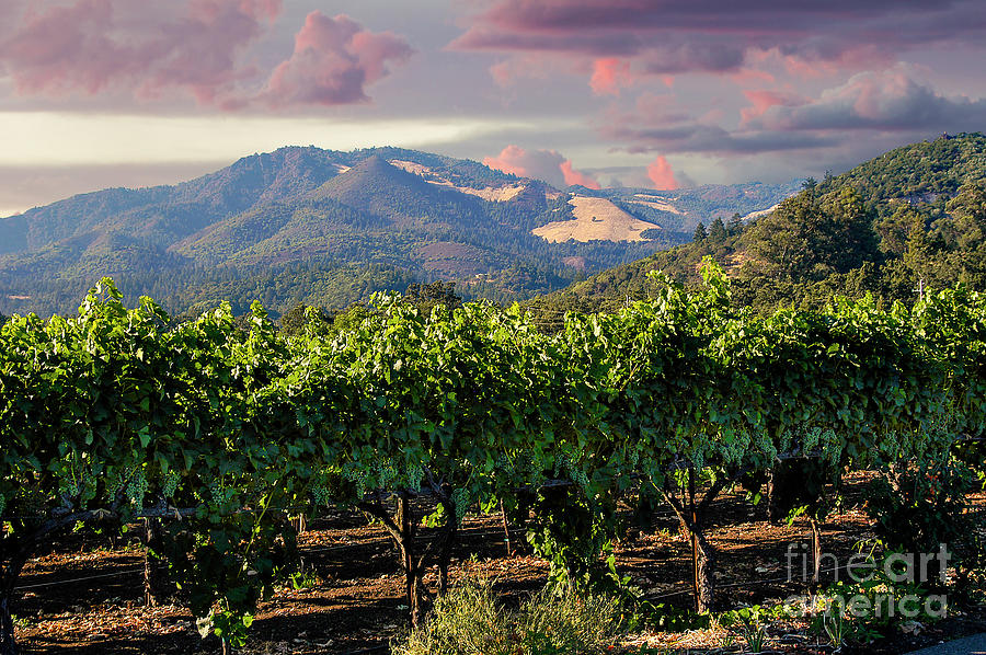Napa valley at sunrise with beautiful sky colors over the mountains and wine grapes growing in the f Photograph by Gunther Allen