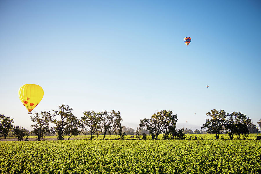 Napa Valley Balloons Photograph by Aileen Savage