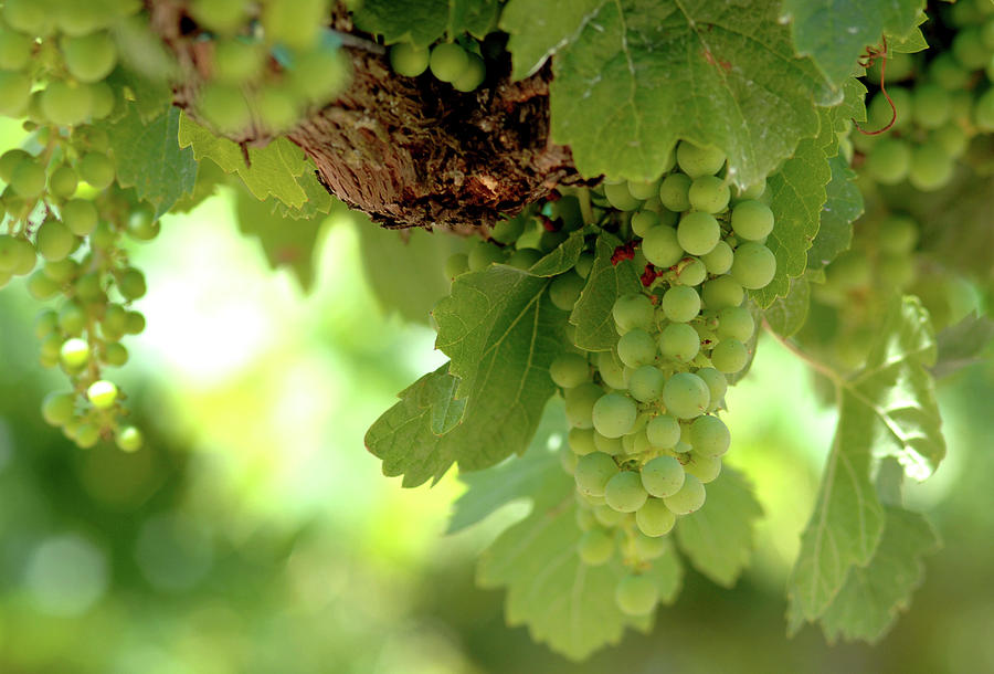 Napa Vine Green Grapes Photograph by Bonnie Colgan