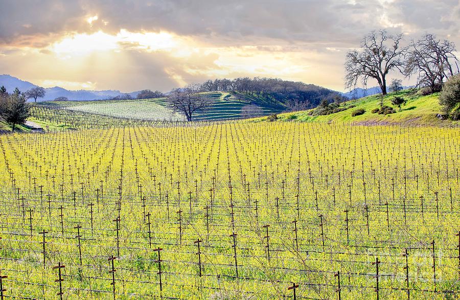 Napa Yellow Hills Photograph by Leslie Wells