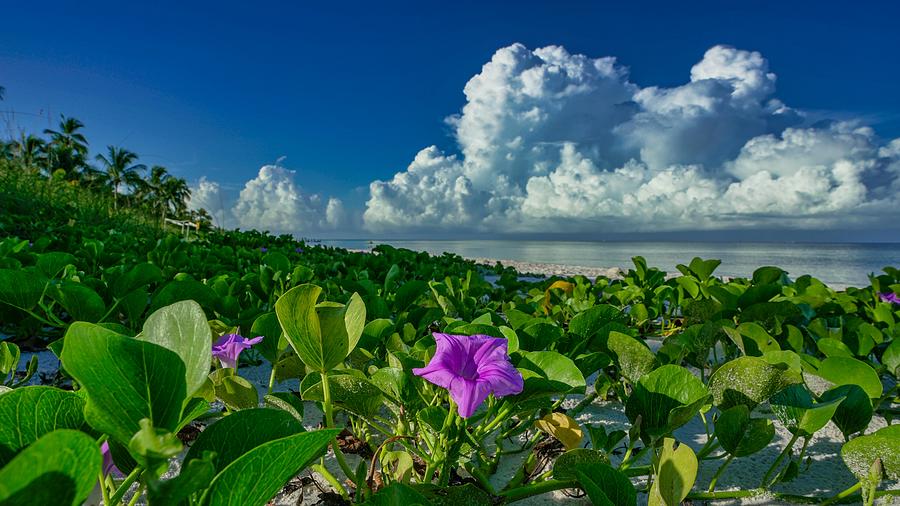 Naples Beach Photograph - Naples Beach Flower by Joey Waves