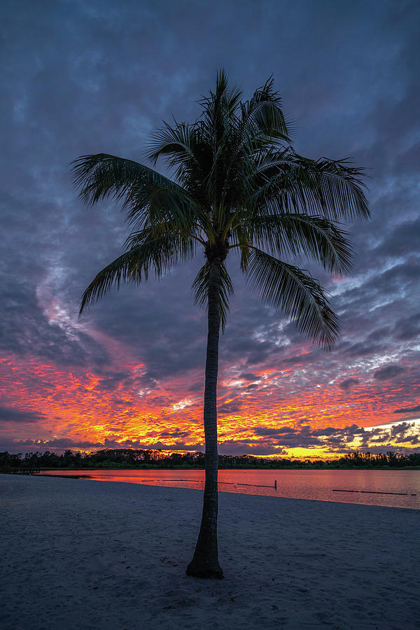 Naples Fire Sky Palm 2021 Photograph by Joey Waves Naples Fire Sky Palm 2021 Photograph by Joey Waves