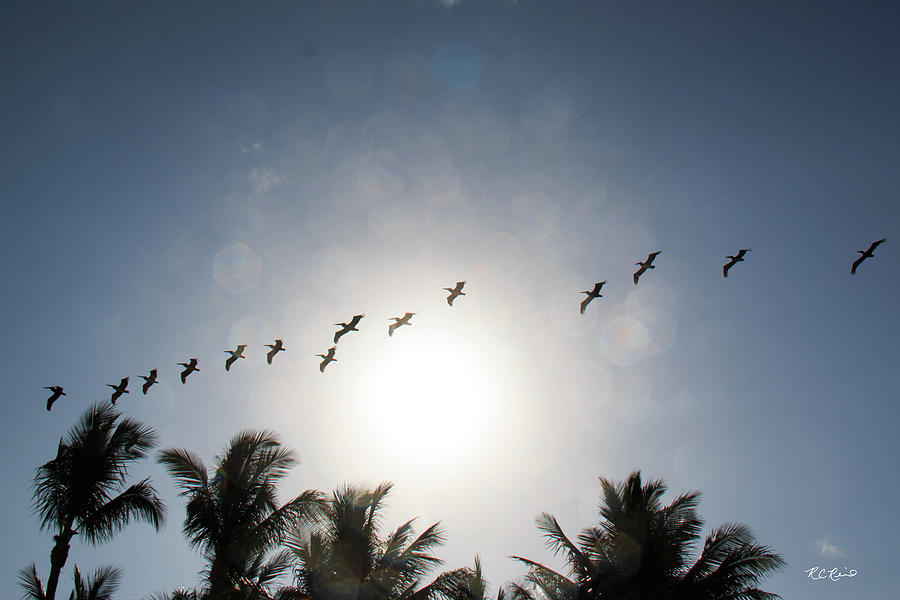 Naples Gulf Beach - Brown Pelican Squadron against the Rising Sun Photograph by Ronald Reid