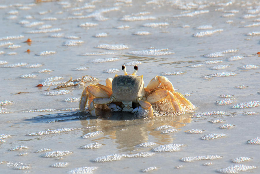Naples Gulf Beach Sea Life - Ghost Crab Posing Photograph by Ronald Reid