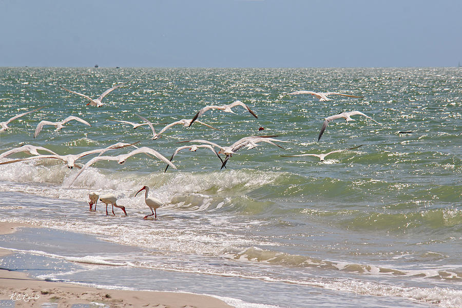 Naples Pier Beach - Royal Terns in flight and Ibis Wading on Naples Pier Beach  Photograph by Ronald Reid