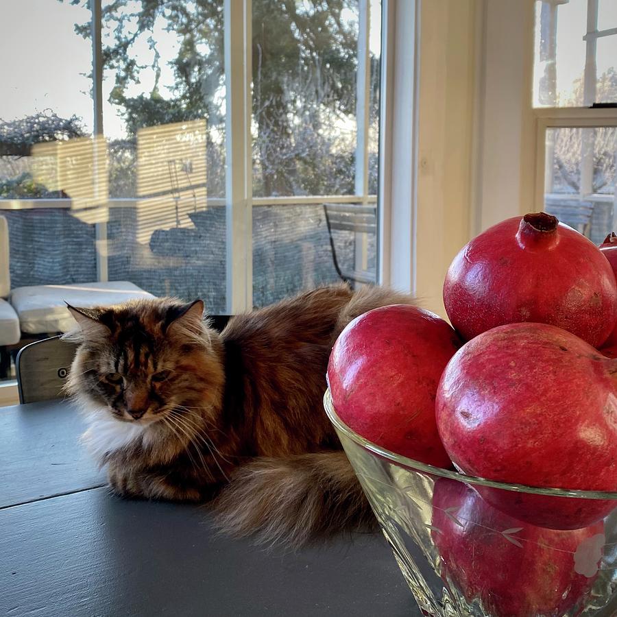 Cat Photograph - Napping by the Pomegranates by Blenda Studio