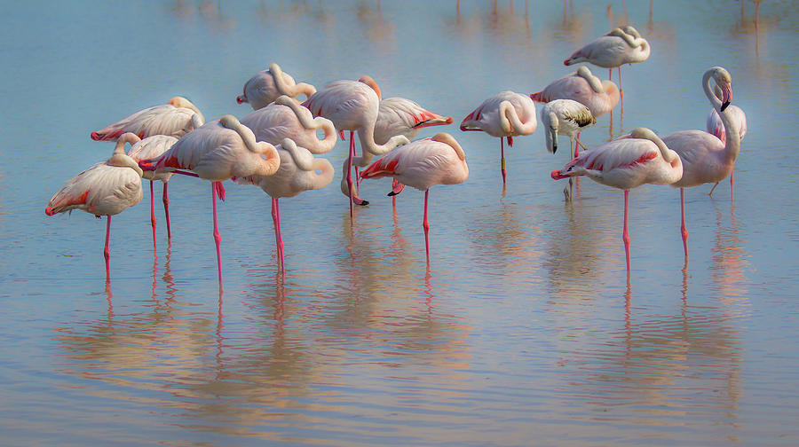 Napping flamingos Photograph by Jivko Nakev