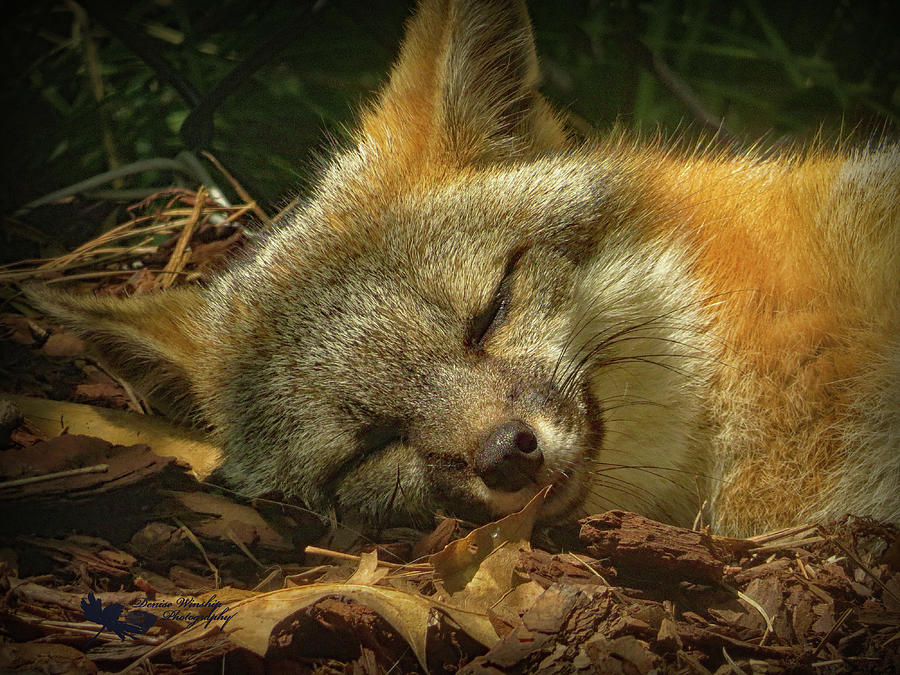 Napping Fox Photograph by Denise Winship