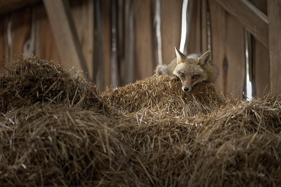 Napping In The Hay Photograph by Everet Regal