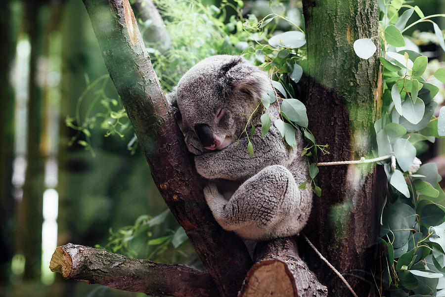 Napping Koala Photograph by World Art Collective