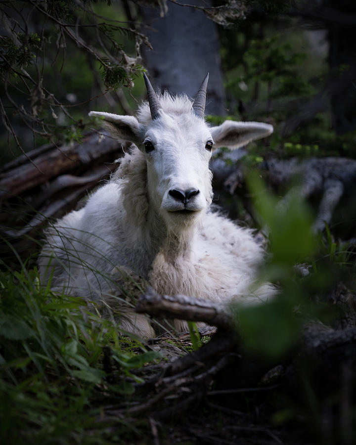 Napping Mountain Goat Photograph by Matt Halvorson Napping Mountain Goat Photograph by Matt Halvorson