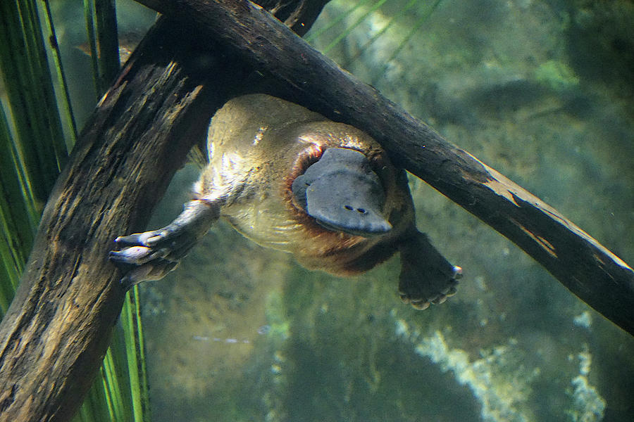 Napping Platypus Photograph by Richard Reeve