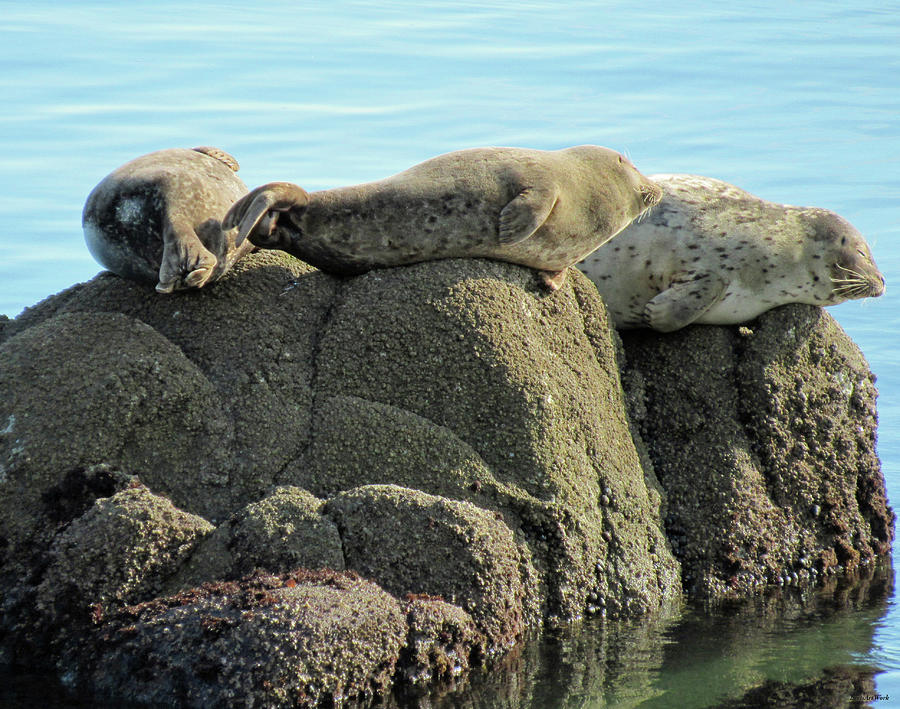 Napping together Photograph by Roberta Byram