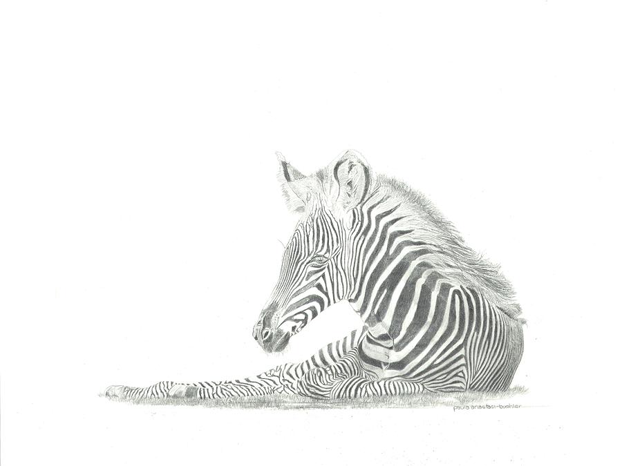 Napping Zebra Drawing by Paula Anastasi-Buehler - Fine Art America