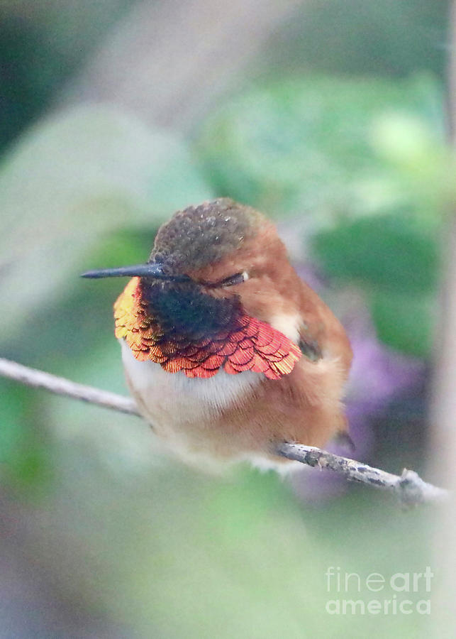 Napping Rufous Hummingbird Photograph by Carol Groenen