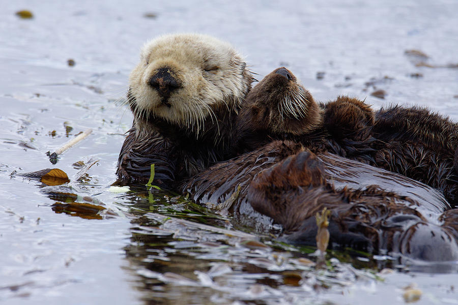 Naptime -- Female Sea Otter and Pup in Morro Bay, California Photograph by Darin Volpe