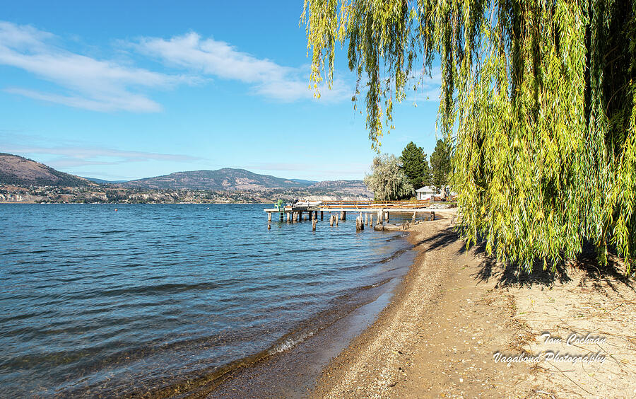 Naramata Beach with Willow Photograph by Tom Cochran