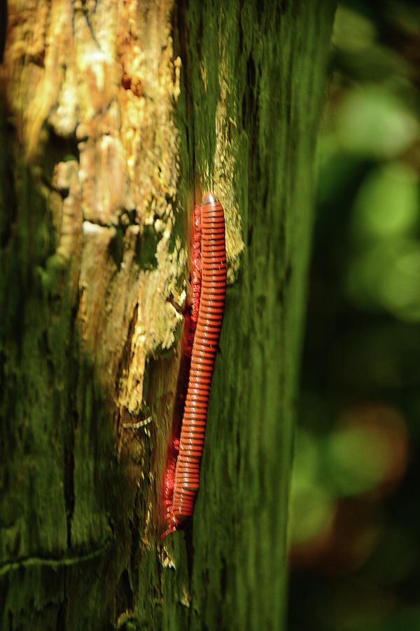 Narceus americanus Millipede  Photograph by Raymond Salani III