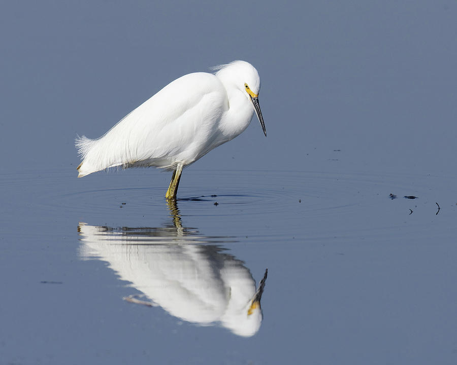 Narcisict -- Snowy Egret at the San Luis National Wildlife Refuge, California Photograph by Darin Volpe