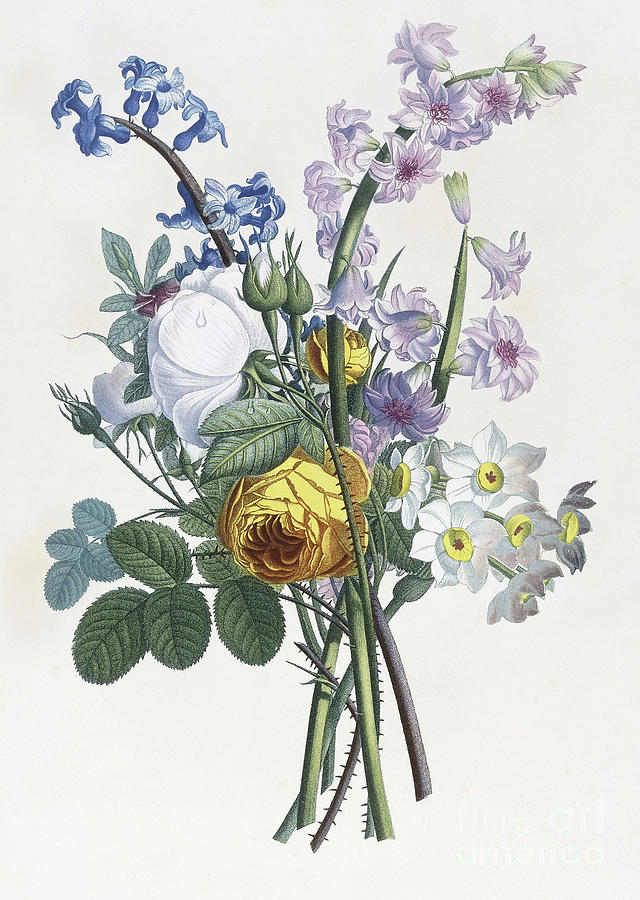 Narcissi, Rosa, Hyacinth Painting by Jean-Louis Prevost