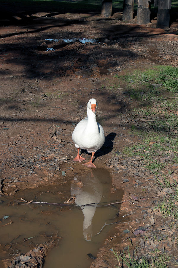 Narcissistic Goose Photograph by Elaine Teague