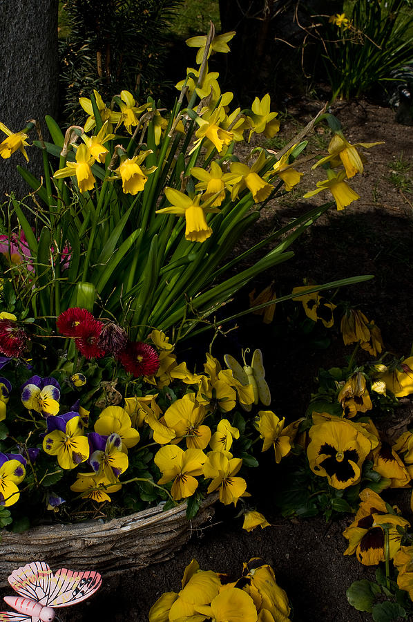 Narcissus And Pansy Flowers In A Garden Photograph