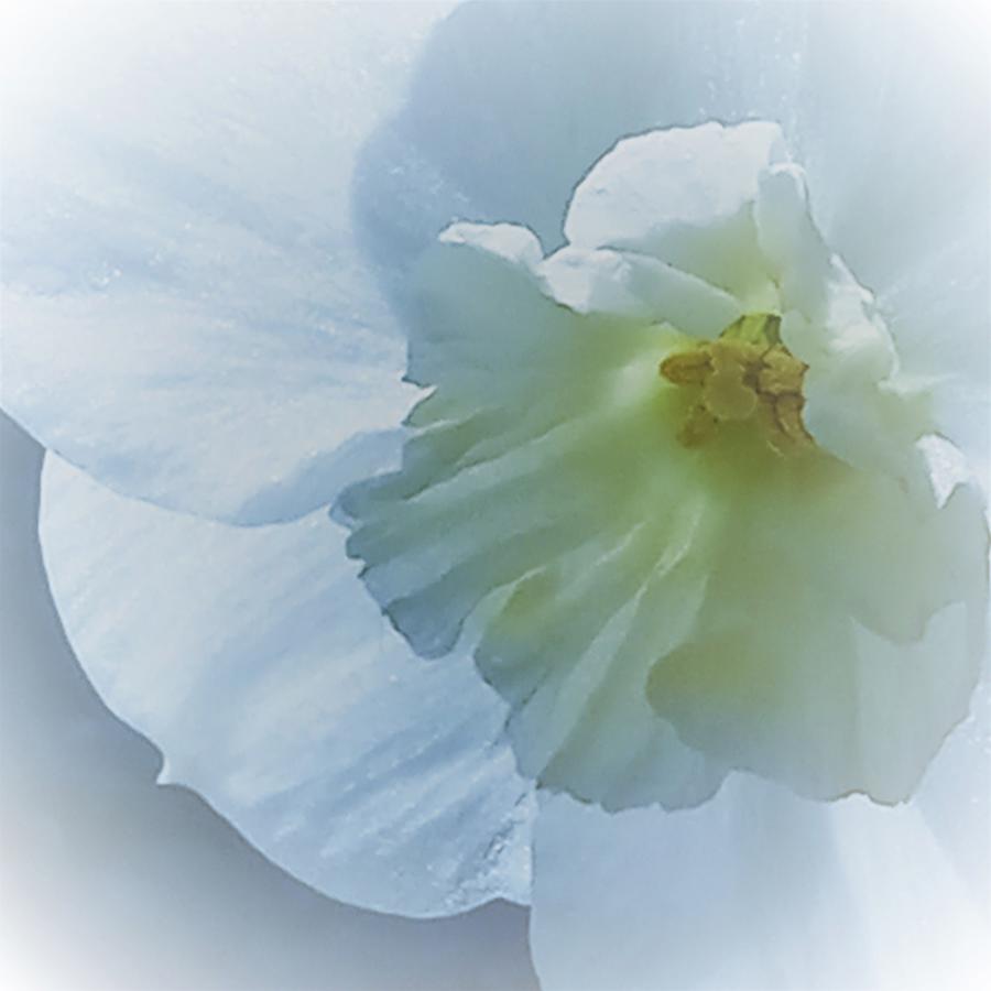 Narcissus Aura Photograph by Angela Davies
