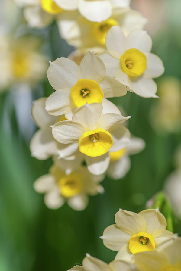 Narcissus Avalanche Photograph by Jenny Rainbow