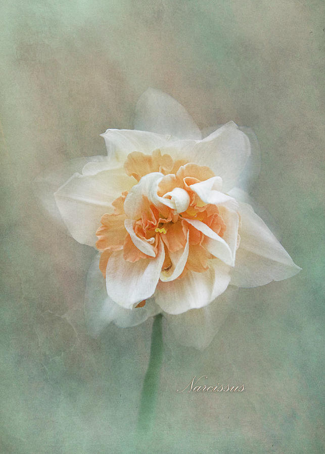 Narcissus Bloom -  Vertical Texture Photograph by Patti Deters