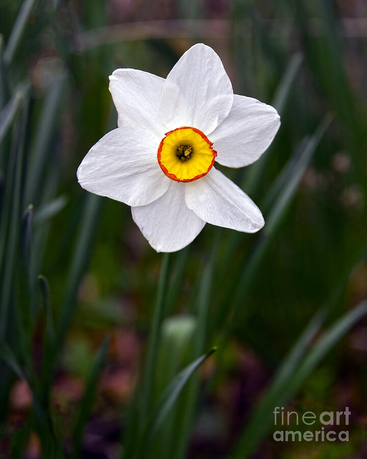 Narcissus Photograph by Catherine Sherman