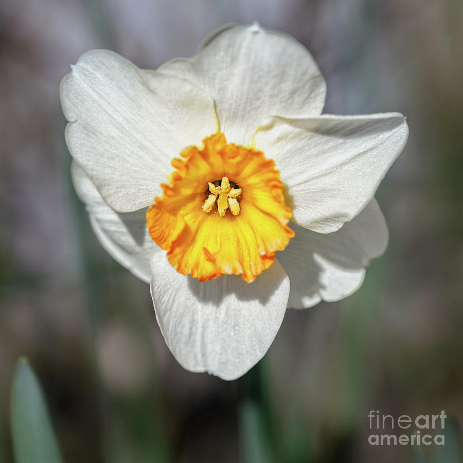 Narcissus flower Photograph by The P