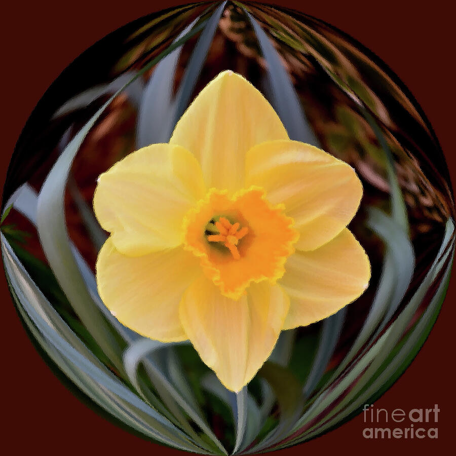 Narcissus Flower Photograph by Yvonne Johnstone
