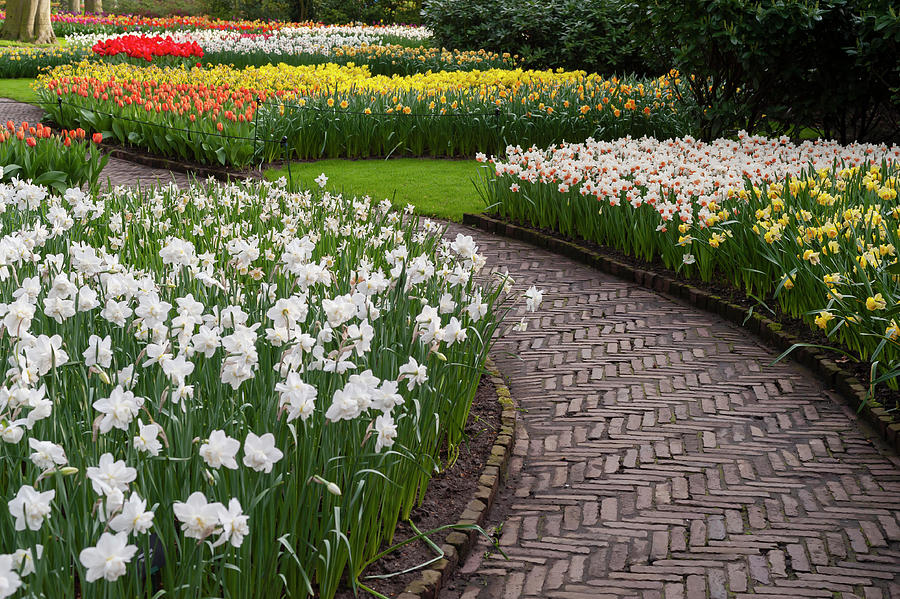 Narcissus Flowerbeds in Keukenhof Photograph by Jenny Rainbow