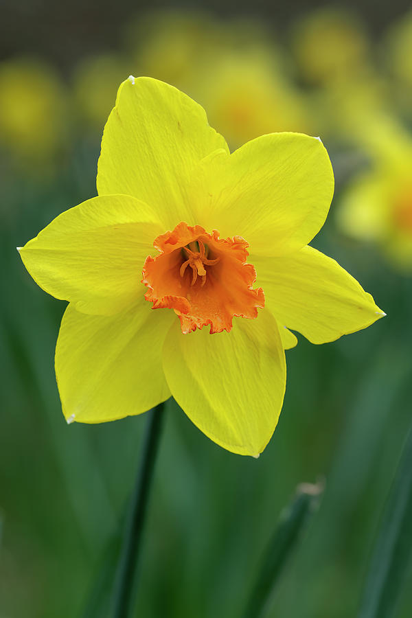 Narcissus Fortissimo Daffodils flower Photograph by John Price - Fine ...