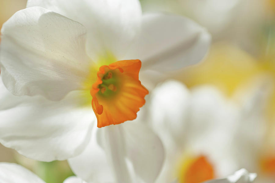 Narcissus Geranium 4 Photograph by Jenny Rainbow