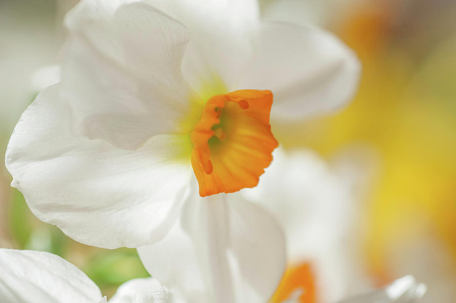 Narcissus Geranium 5 Photograph by Jenny Rainbow