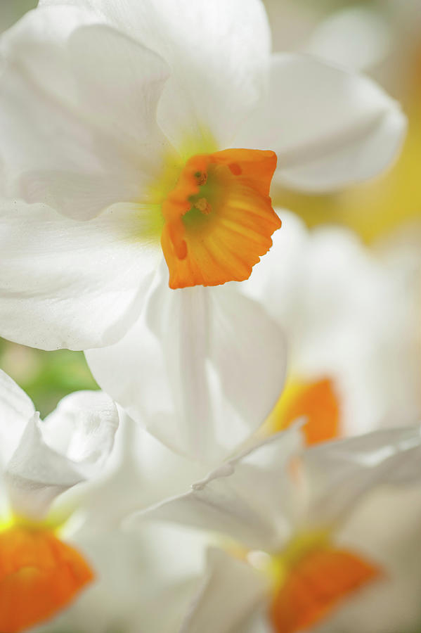 Narcissus Geranium 6 Photograph by Jenny Rainbow