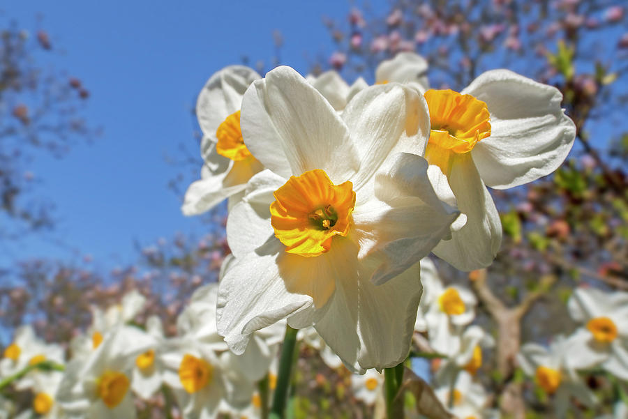 Narcissus Geranium Photograph by Arterra Picture Library