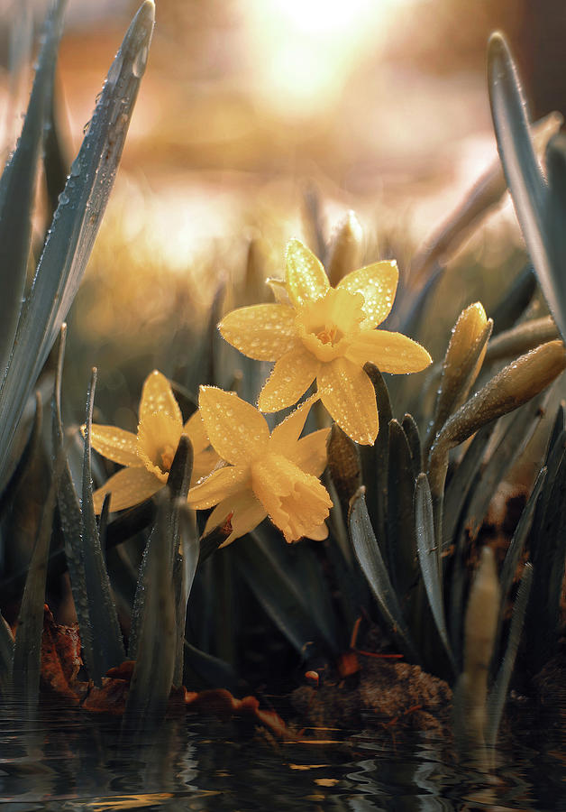 Narcissus Jonquilla Photograph