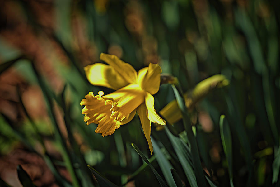 Narcissus  #l1 Photograph