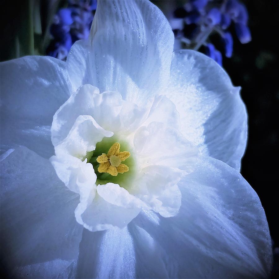 Narcissus Look My Way Photograph by Angela Davies