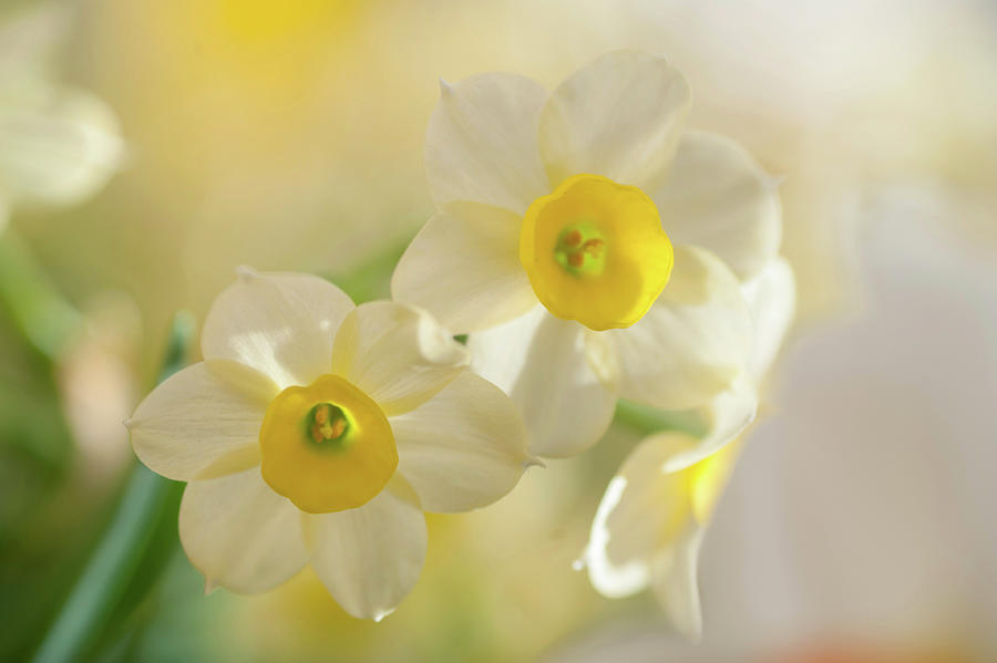 Narcissus Minnow 2 Photograph by Jenny Rainbow