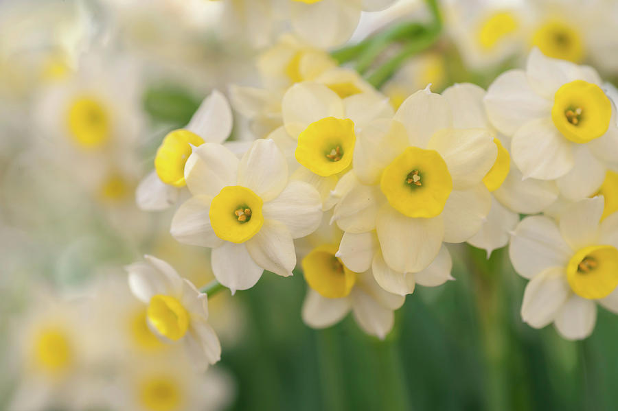 Narcissus Minnow 3 Photograph by Jenny Rainbow