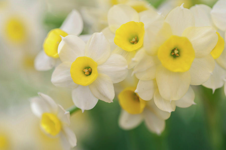 Narcissus Minnow 4 Photograph by Jenny Rainbow