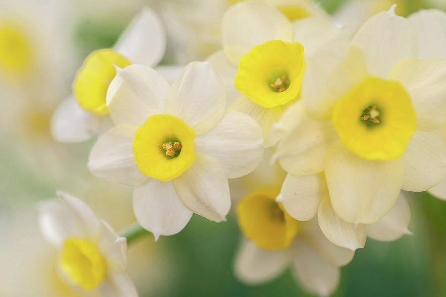 Narcissus Minnow 5 Photograph by Jenny Rainbow