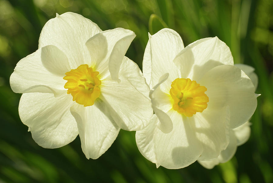 Narcissus Minnow  White Daffodile Photograph by Iris Richardson