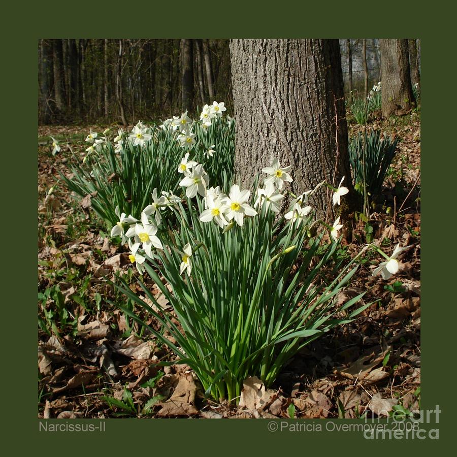 Narcissus Photograph by Patricia Overmoyer